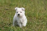 WESTIE 515